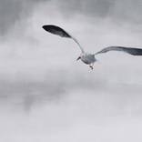 Flight of Gulls - I by Kay Sleking