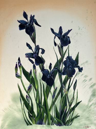 Black Iris thumb