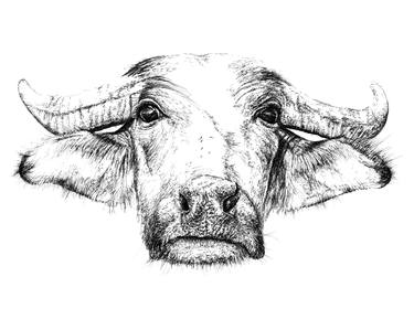 Print of Illustration Cows Drawings by Glenn Wyatt