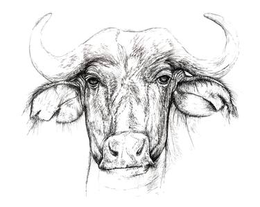 Print of Cows Drawings by Glenn Wyatt