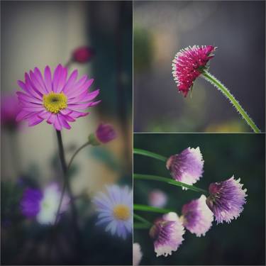 Original Fine Art Floral Photography by Kate Towers