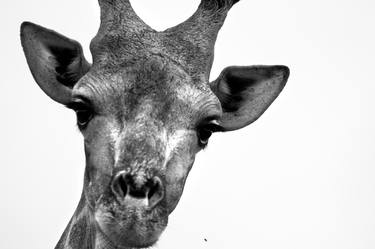 Saatchi Art Artist Kendalle Bennett; Photography, “Madikwe Giraffe Closeup - Limited Edition 6 of 6” #art