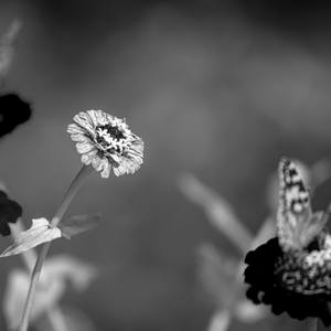 Collection In the Garden