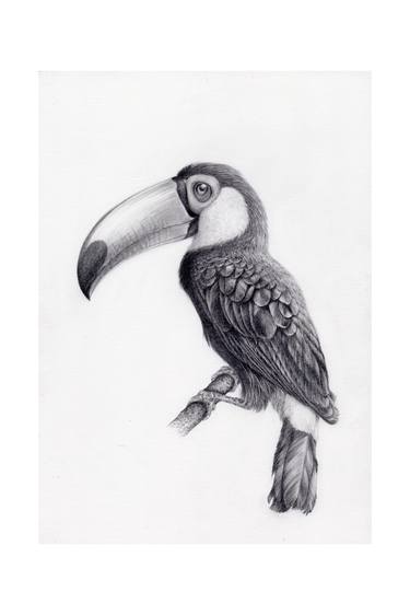 Toco Toucan - a drawing by YY thumb