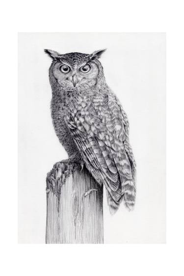Spotted Eagle Owl - a drawing by YY thumb