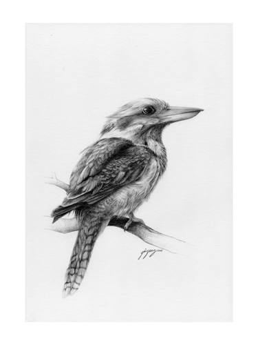 Kookaburra - a drawing by YY thumb