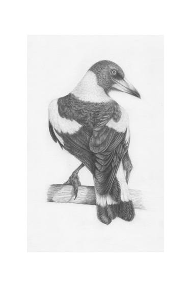 Magpie - a drawing by YY thumb