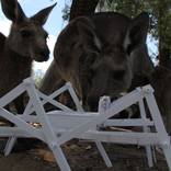 zoe the australian tourist kangaroo encounter 1 by Niki Passath