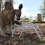 zoe the australian tourist kangaroo encounter 4 by Niki Passath