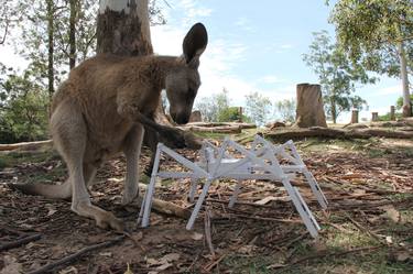 zoe the australian tourist kangaroo encounter 4 thumb