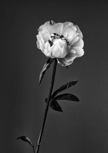 Peonie - Limited Edition of 45 thumb
