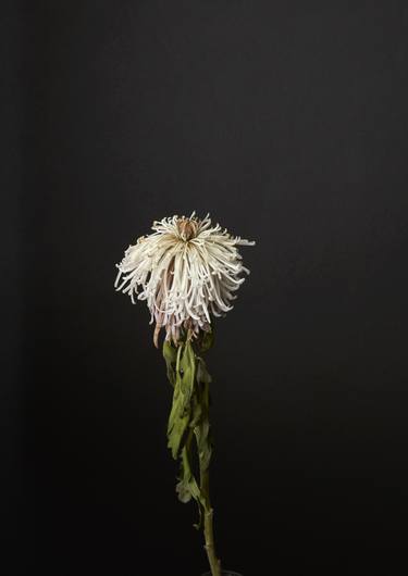 A chrysant - Limited Edition of 45 thumb