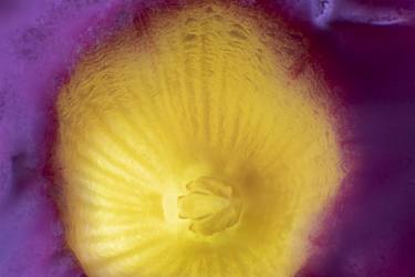 Inside a flower thumb