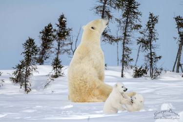 Print of Documentary Nature Photography by George Brunt