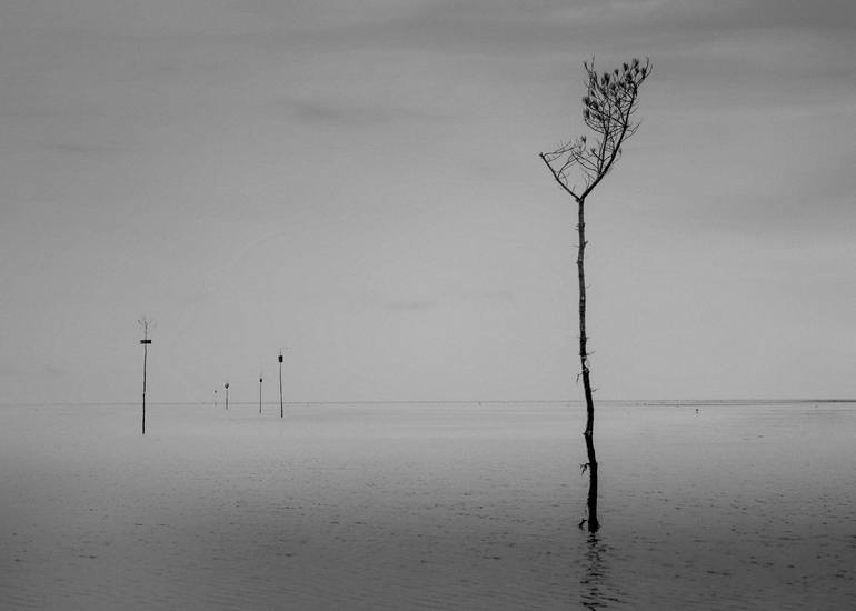 Clam Trees of Orleans Photography by Alan Brown Saatchi Art