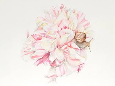 Original Nature Drawings by Sarah Goldbart