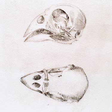 Bird Skull Studies - Limited Edition 1 of 8 thumb