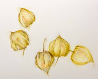 Original Fine Art Nature Drawings by Sarah Goldbart