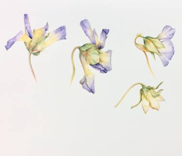 Viola cryana studies thumb