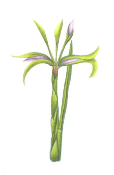 Original Conceptual Floral Drawing by Pamela Flynn