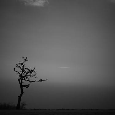 Lone Tree in Cape Town, SA - Limited Edition 1 of 10 thumb