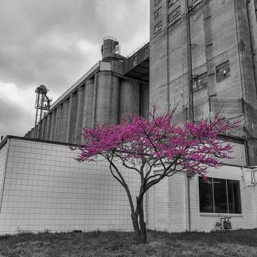 Print of Abstract Tree Photography by Jared Anders