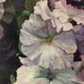 White Petunias Painting by stuart roddy | Saatchi Art