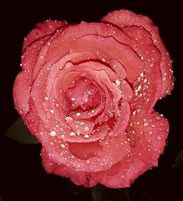 Wet rose - Limited Edition of 1 thumb