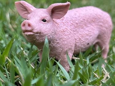 Animals' Revolution - pig thumb