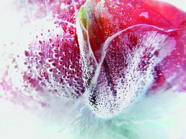 Strawberry (Frozen Flowers) thumb