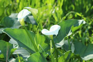 Lilly of the valley - Limited Edition of 25 thumb