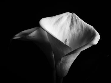 Original Abstract Floral Photography by Dara Nezhuha