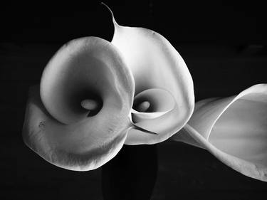 Original Abstract Floral Photography by Dara Nezhuha