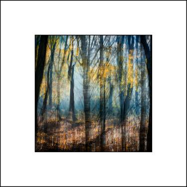Sun freckles in a furnaced forest - Limited Edition of 10 thumb