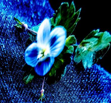 Original Abstract Floral Photography by Michael Lunsford