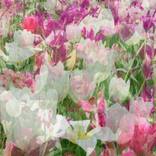 Flower Mash Up #9 by Nicola Katsikis