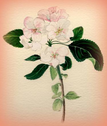 Print of Photorealism Floral Paintings by Ralph Molyneux