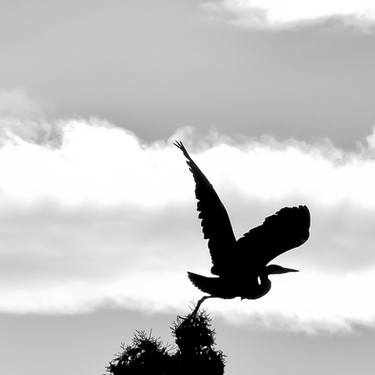 Print of Art Deco Nature Photography by Phyllis Lane