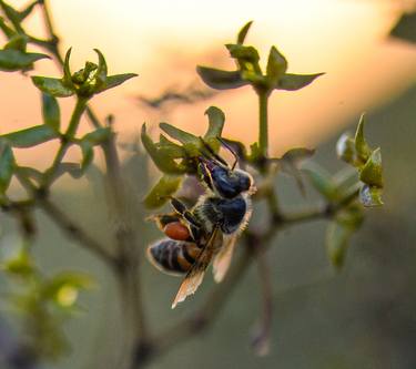 Original Art Deco Nature Photography by Phyllis Lane