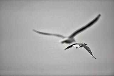 Print of Abstract Animal Photography by Erdal Turkoglu