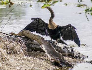 Print of Fine Art Animal Photography by Robert Reilly