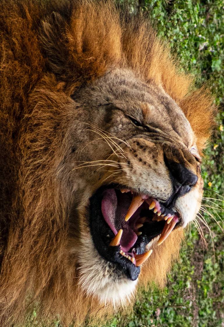 Almost in the lion's mouth Photography by Robert Reilly | Saatchi Art