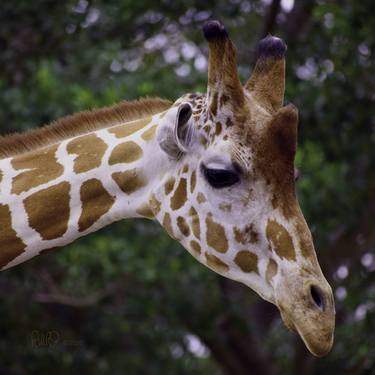 Print of Photorealism Animal Photography by Robert Reilly