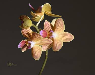 Passionate Orchids on Dark Background thumb