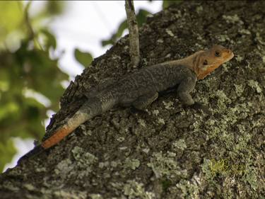 South Florida's New Residents - Adama Lizards thumb