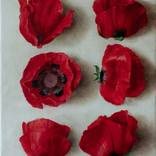 Wild poppies 01 by Davit  Davtyan