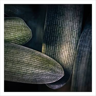 Original Fine Art Botanic Photography by Pepe Canabate