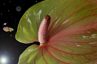 In The Anthurium System thumb