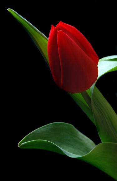 Red Tulip. thumb