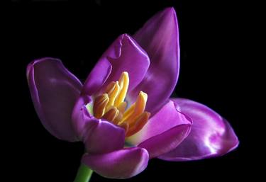 Purple Tulip thumb
